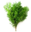 ΑΣΠΑΡΑΓΓΟΣ  ΟΥΜΠΕΛΑΤΟΥΣ  ASPARAGUS  UMBELATUS